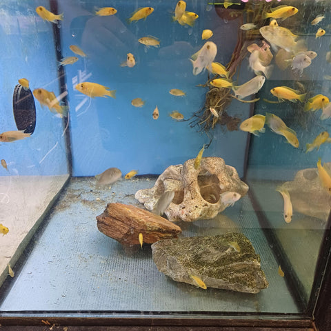 Assorted African Cichlid