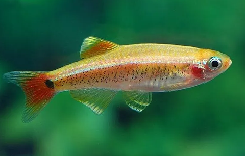 Ruby Cloud Minnow For Sale