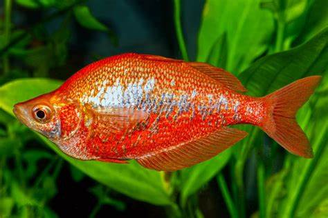 New Guinea Red Rainbow Large