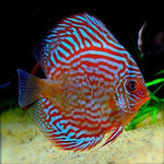 Red Turquoise Discus