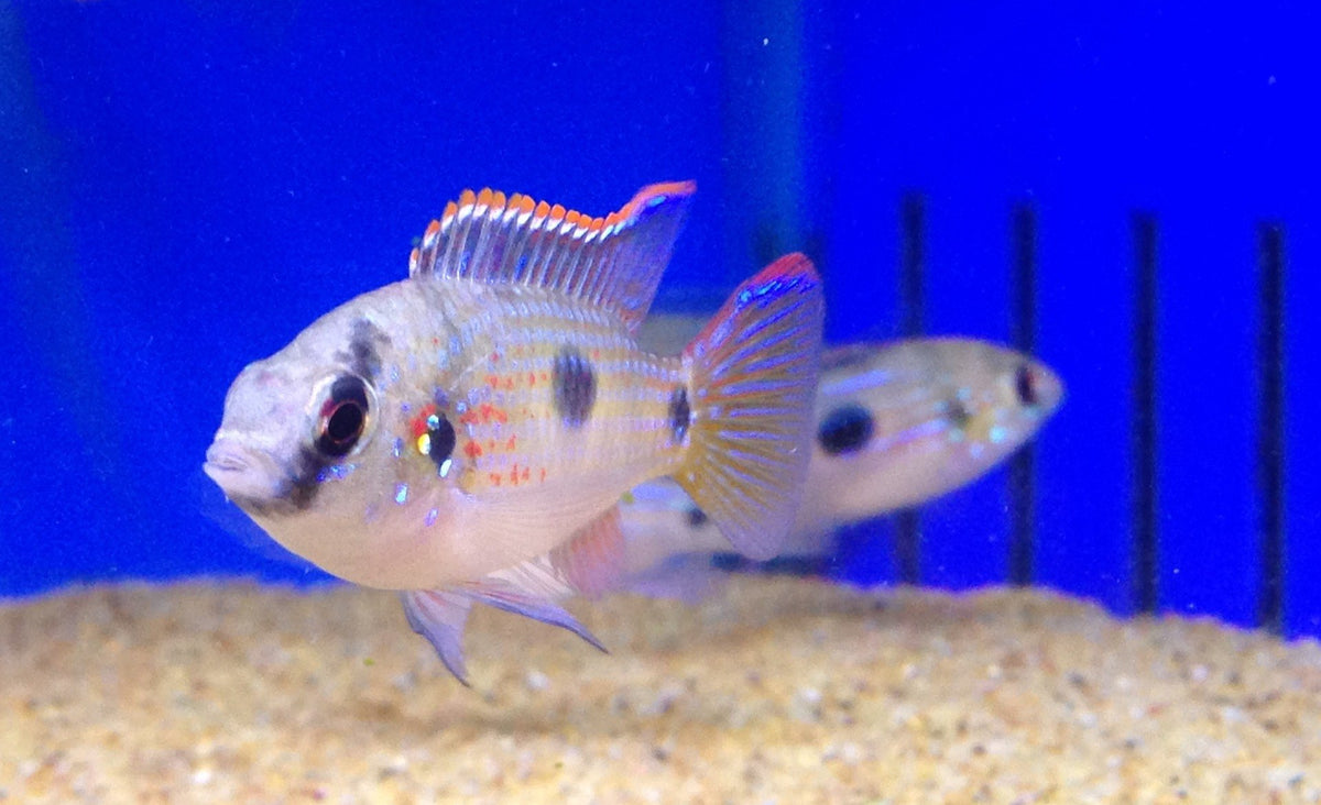 African Butterfly Cichlid – reefscape.co.nz