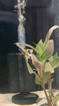 Assorted Angel Fish (Small)