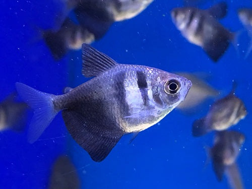 black tetra fish