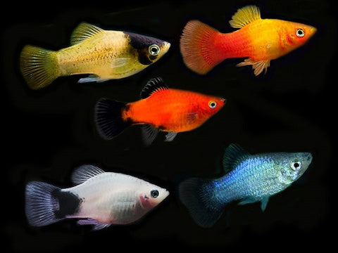 Assorted Platy small