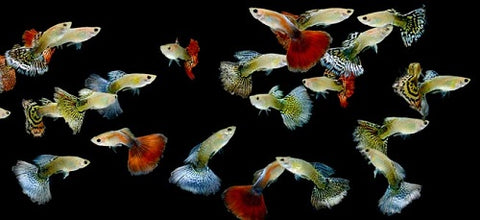 Assorted Male Guppy